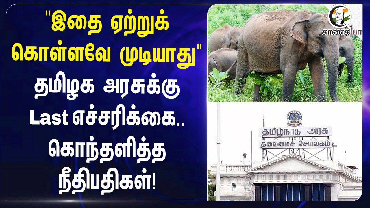 ⁣"இதை ஏற்றுக்கொள்ளவே முடியாது"தமிழக அரசுக்கு Last Warning ..கொந்தளித்த நீதிபதிகள்! | Elephant