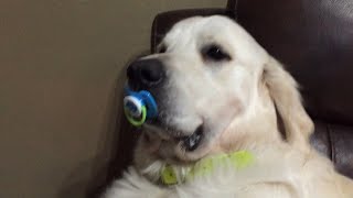 Dog Refuses To Give Up Pacifier