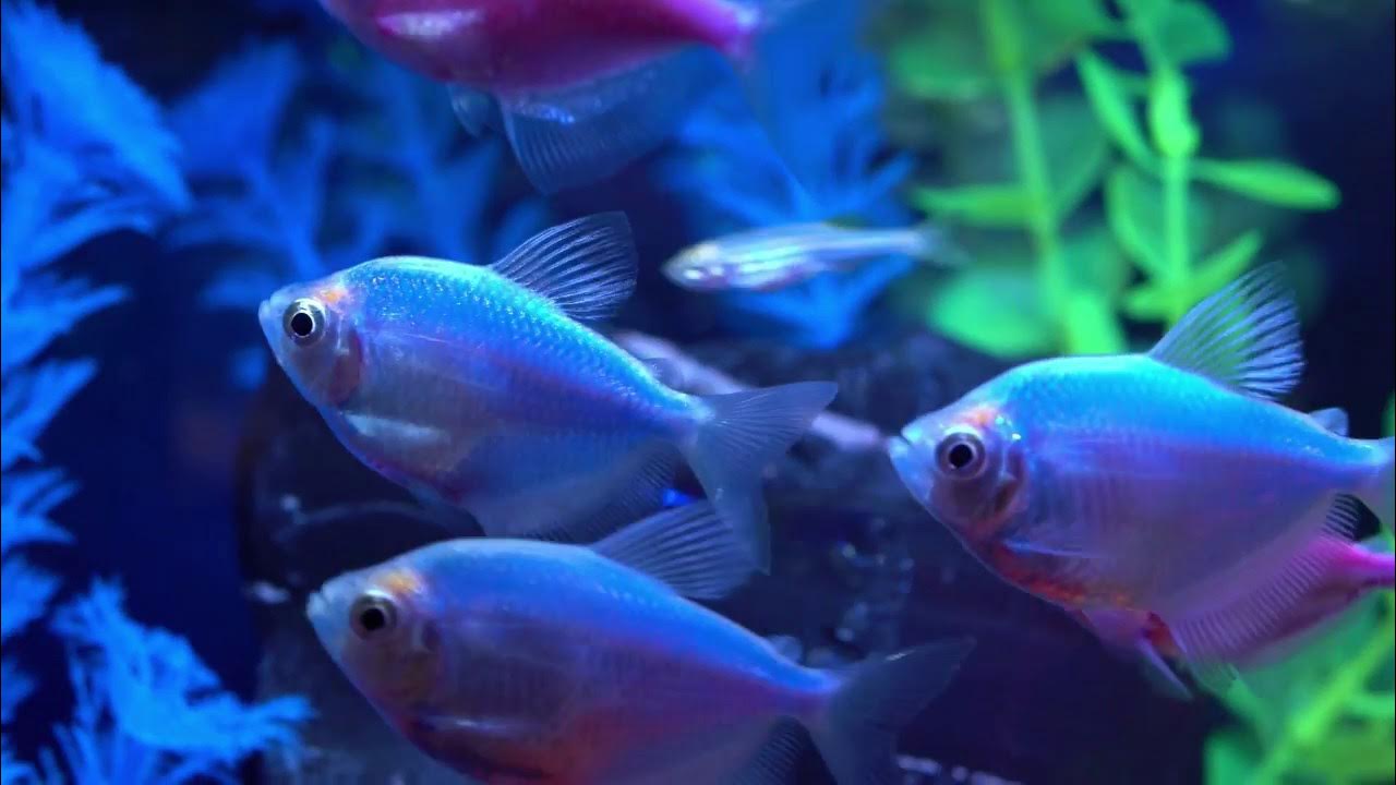 Tetra® – How To Get The Most Vibrant GloFish® Tank 