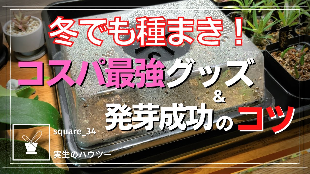 塊根植物・アガベ実生】冬でも播種を成功させる方法・簡易温室作り