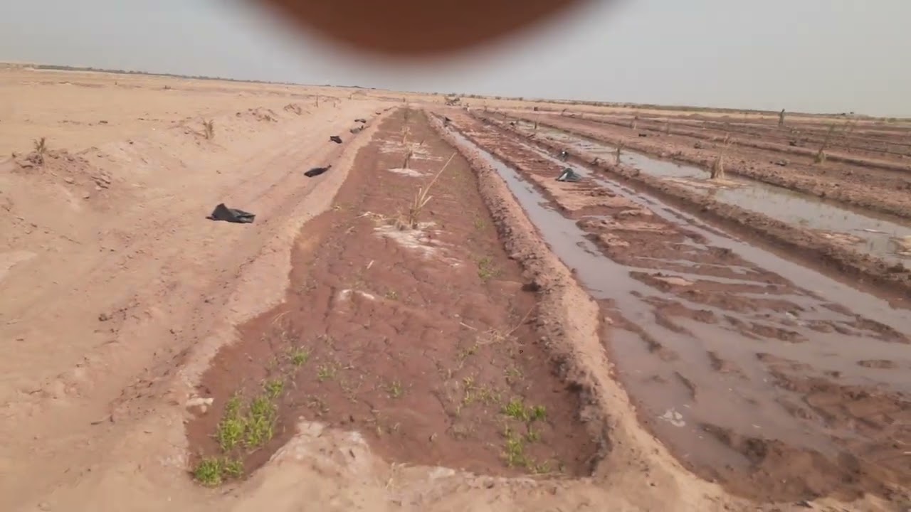 أرضى زراعي جديده فيها بئر خاص السعر 20الف للفدان محافظة الوادي الجديد مركز الخارجه قرية الجزائر