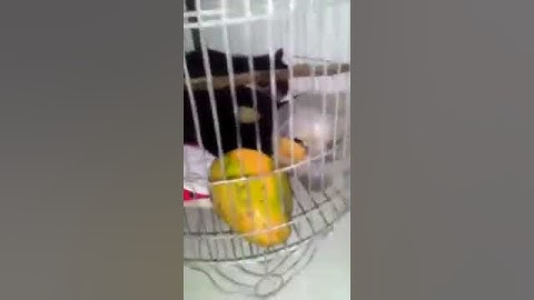 Sóc đen côn đảo ( gorilla )