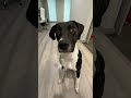 Dog Was Raised By Cats