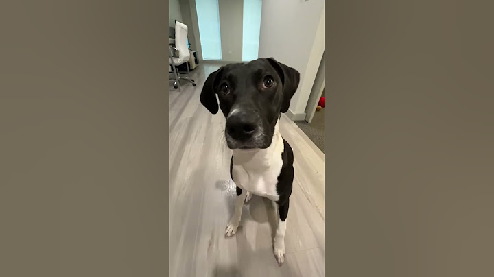 Dog Was Raised By Cats
