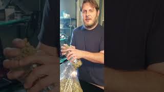 📢 Texas Gov’s Order: 21+ Age for THCA Hemp & What SB6 Means