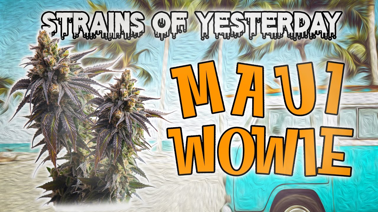 Strains of Yesterday: Maui Wowie