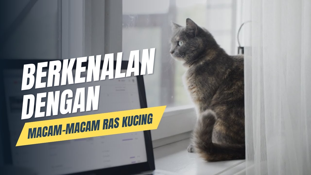 5 Ras Kucing Paling Populer dan Unik yang Harus Kamu Ketahui - YouTube