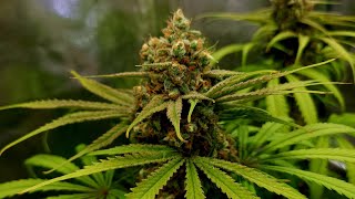 Humbolt Dream, GP3 & Orange Juice - Garden Update #8
