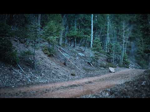 Something Was Watching This Backcountry Road… The Camera Caught It