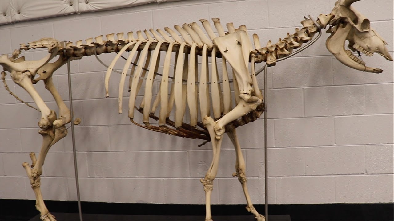 Anatomy Lab Tour 2020