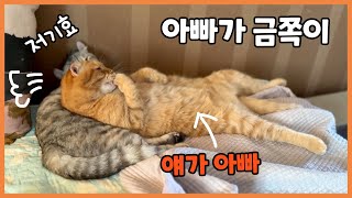 When a spoiled cat becomes daddy, Benny by 베니패밀리 Benny Family 29,817 views 7 months ago 11 minutes, 59 seconds