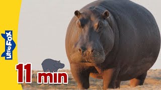 Meet the Animals | Animals on Land and in the Water | Hippopotamus + More