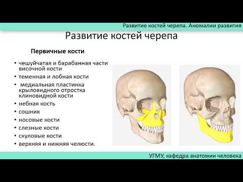 Развитие костей черепа. Аномалии развития