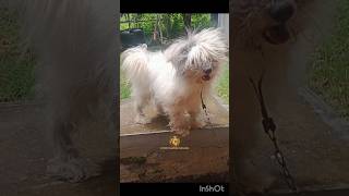 🤍 Fifty 🦮 Lhasa Apso # Full Zero Trim # Short video # Home Grooming 🦮✂️🛵#lhasaapso #pets #petlover 🤍