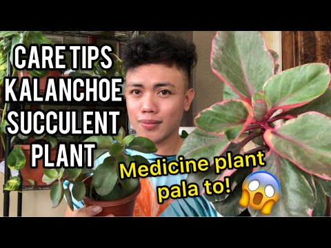 Video: Green Pharmacy Sa Bahay: Kalanchoe Degremona
