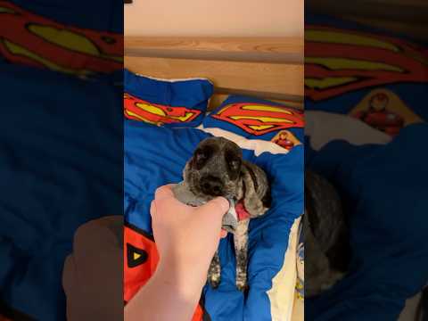 Missy Refuses To Let Go Of My Socks