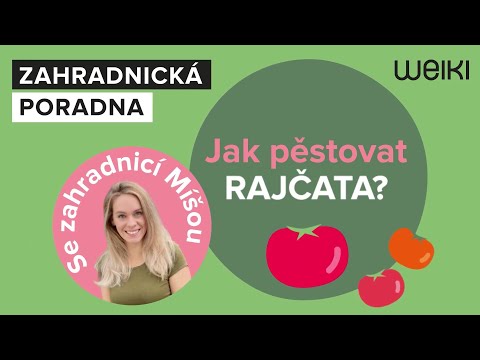 Video: Mám zasadit měsíčky s rajčaty?