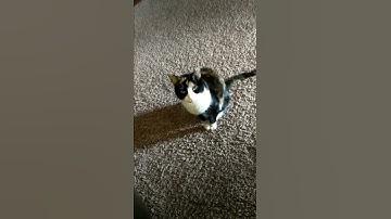 Khajiit has wares if you have coin