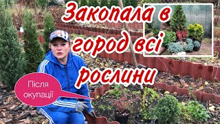 Город.Після окупації.Як привести до ладу.Вирішила закопати ВСІ рослини в городі.Як зберегти взимку.