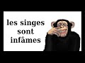 Les cassos de la nature 3  les singes