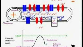 Bio12 May22 Nerve Impulse Part 5 Review Part II