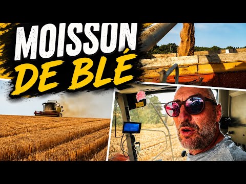 2026 Wheat Harvest