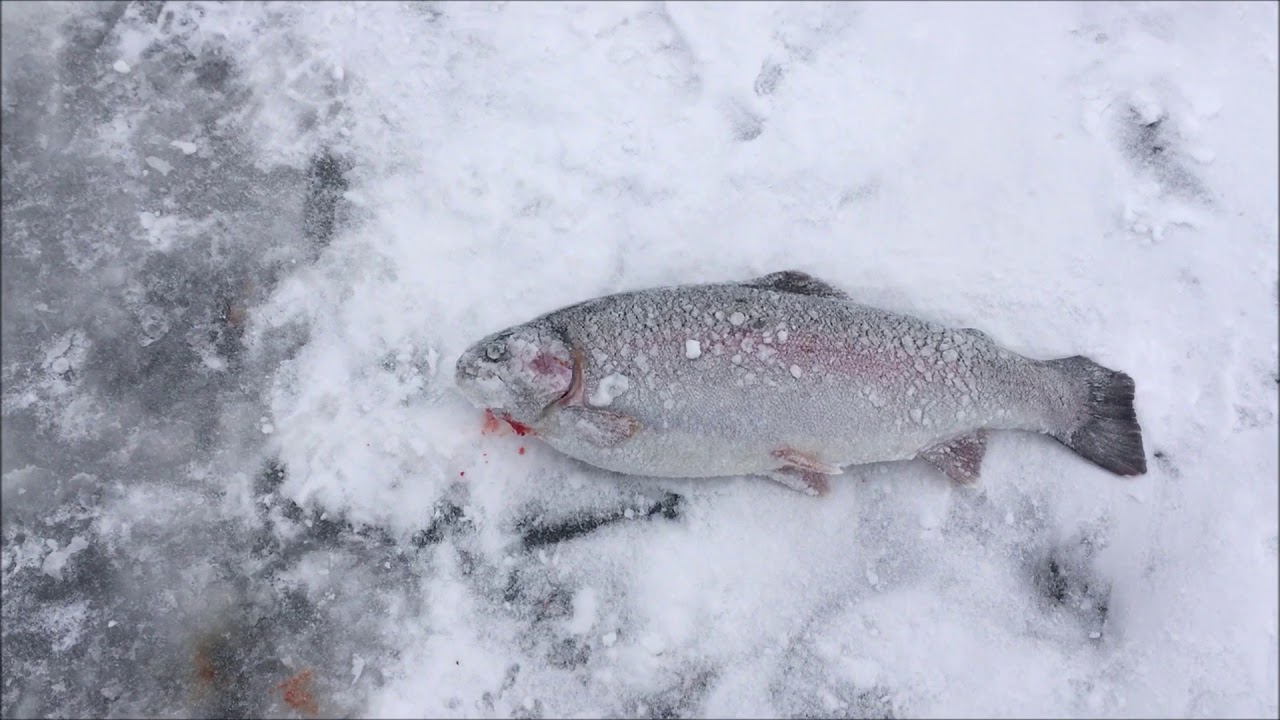 Зимний клев форели. Поклевки форель со дна. Сиг на платнике. Клев форели на платниках