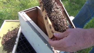 Beekeeping: Hive Inspection 5 Days After Installing A Package