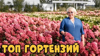 Эти гортензии вызывают только восторг! Лучшие сорта метельчатых гортензий