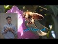 قمر سيدنا النبي اسمعها
