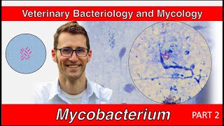 Mycobacterium (Part 2) - Veterinary Bacteriology and Myology