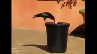 Cuervo Limpiando Basura