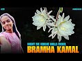 NIGHT ME HI KHILNE WALA FHOOL 🪷 | | BRAMHA KAMAL | | KISMAT SE DEKHNE MILA | | SHREEVLOGS