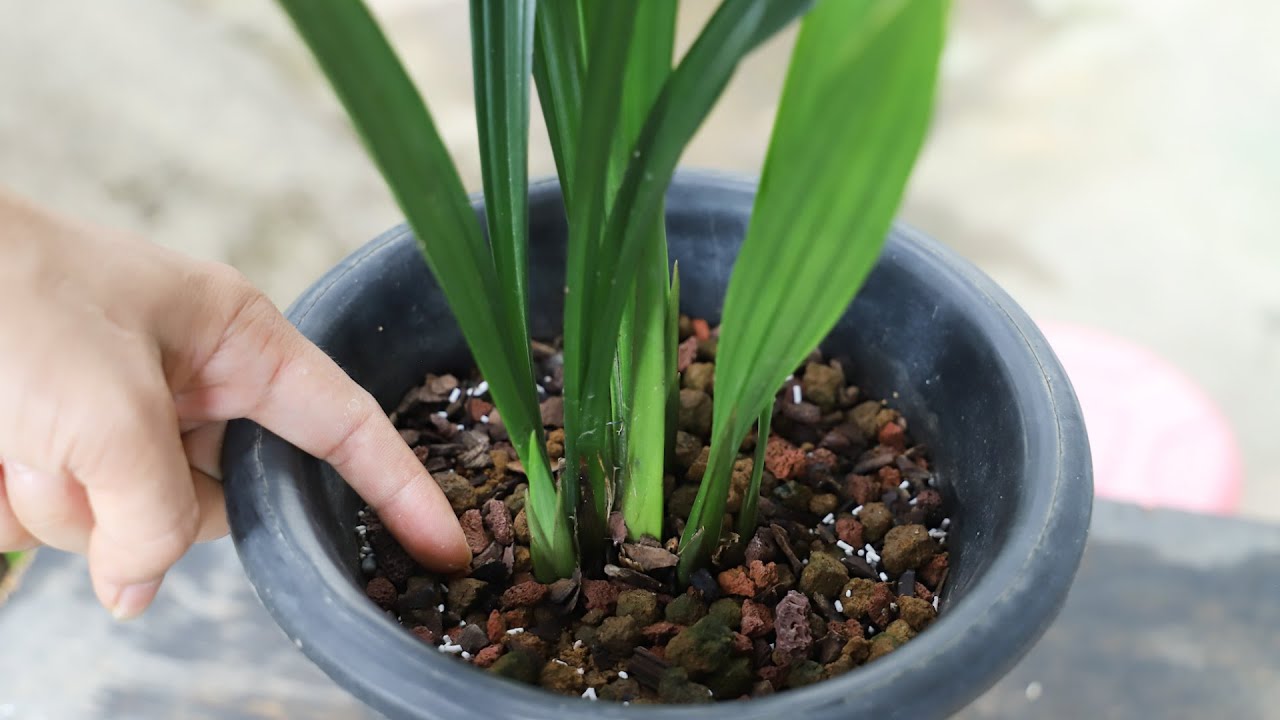 用透明花盆养兰花有优缺点 把握好技巧 再多的缺点也变优点 Youtube