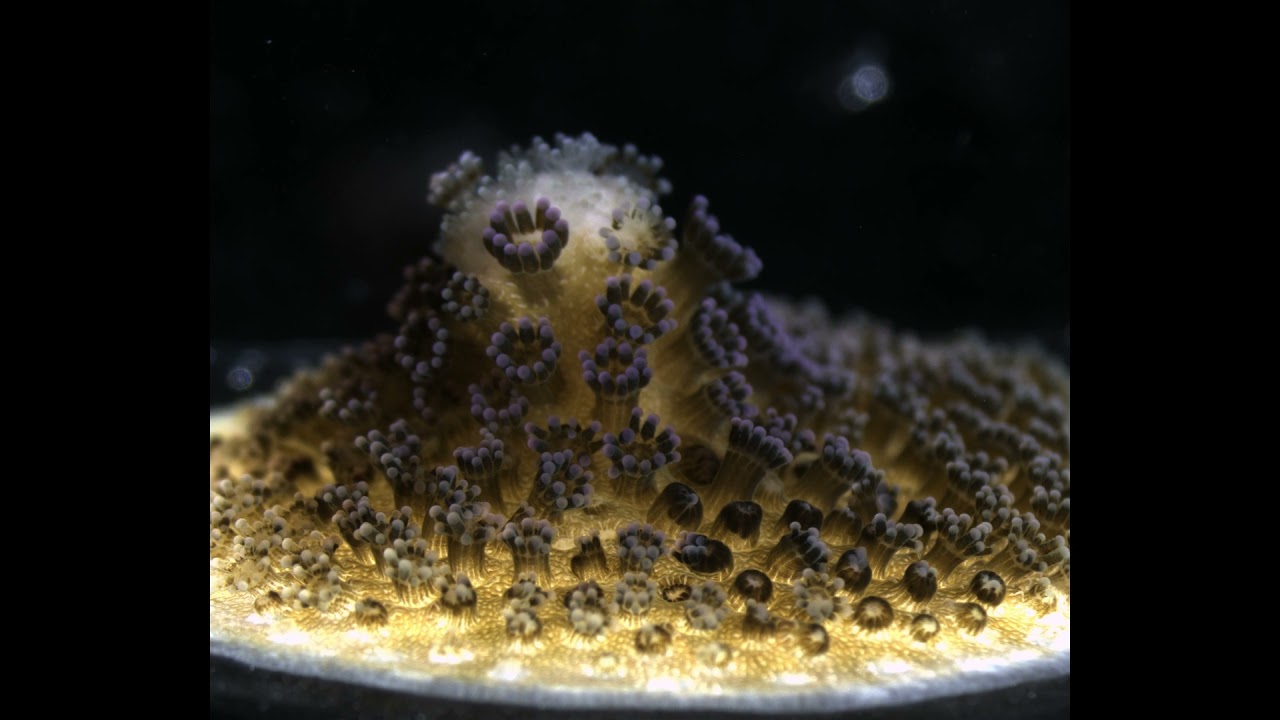 Stylophora pistillata