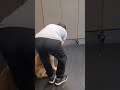 Golden Retriever detects!!! #k9protection #k9handler #odor detection #training