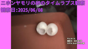 【Memorandum】 2025年06月08日 RPi-Cam-Web-Interfaceを用いたニホンヤモリの卵のTimelapse観察（ハッチを記録に残せず…）
