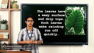 Grade 4 General Science Chapter 4 Class 2 Adaptations of Plants of the Costal Region & in Rainforest