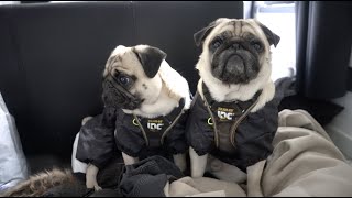 Chilly Walks!
Its really starting to get cold on walks now with frost every morning, there have been a few shivers from the boys so lets see if their new jackets can keep them warm!
Give us a thumbs up if you enjoyed the video and Subscribe if youre not already!
Patreon - https://www.patreon.com/thatpugpablo
Instagram - https://www.instagram.com/thatpugpablo/
TikTok - https://www.tiktok.com/@thatpugpablo
Clips Channel - https://www.youtube.com/channel/UCzQWiq6ebG0VcdPKdfV7krg
Licence;
Intro/Outro Music;
Get Outside! - Jason Farnham: https://youtu.be/x1T6QFpd0J4 Chilly Walks!