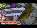 For training Canary singing, 2:26 hour ( Russian singer Green canary ) Canto de canario, bird sounds