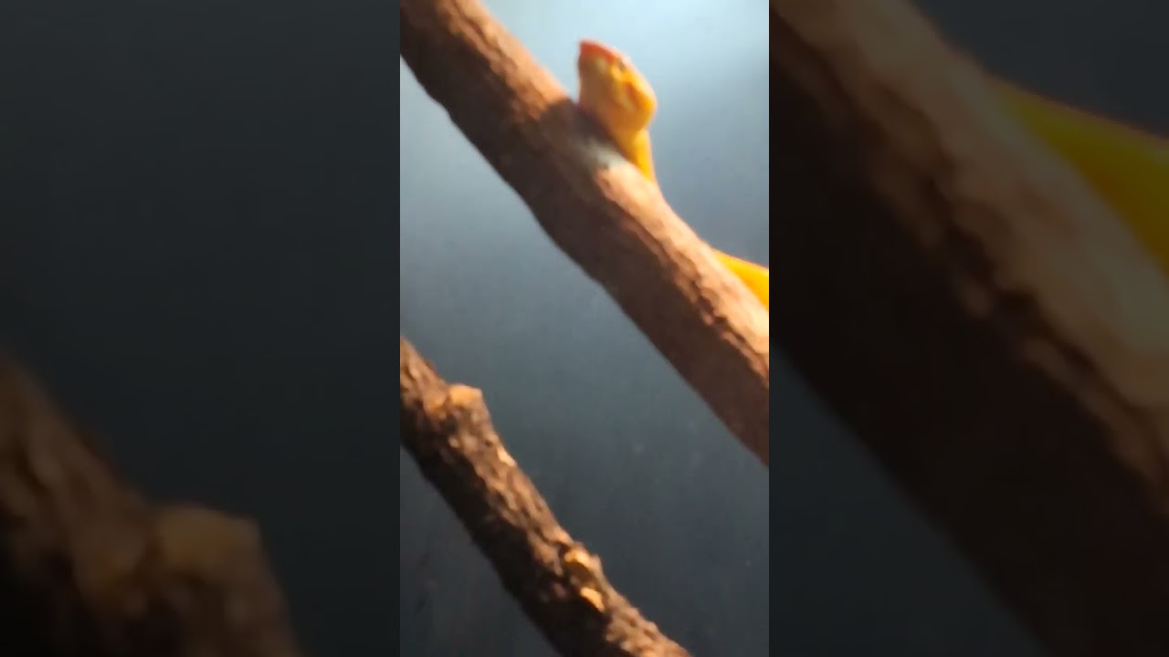 Come to the san antonio zoo with me bsff!!!