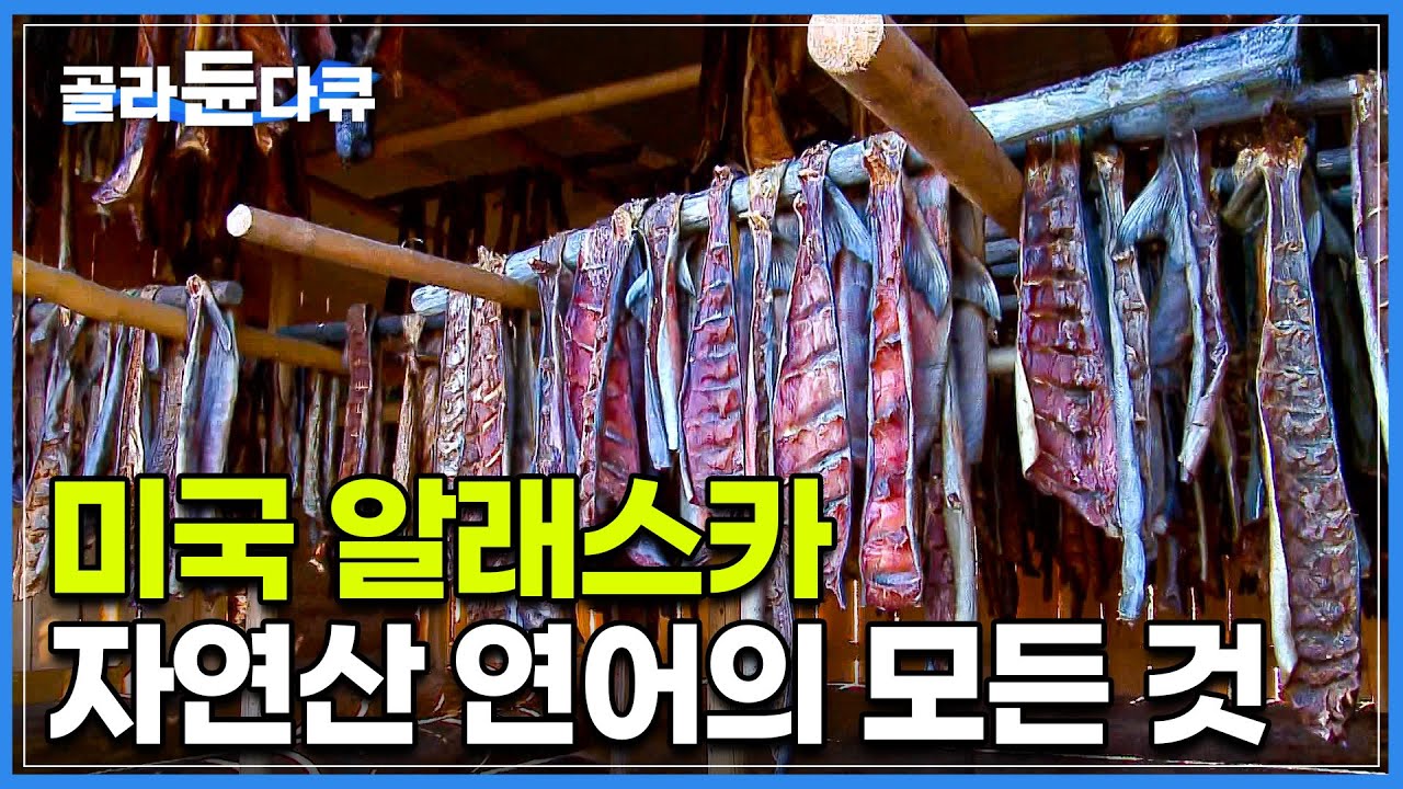세계 최대를 자랑하는 알래스카 자연산 연어의 모든 것!┃미국 알래스카에서 겨울 월동 준비하는 법┃자연산 연어 잡이┃알래스카 연어┃인간과 바다┃#골라듄다큐
