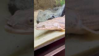 GIANT BICHIR