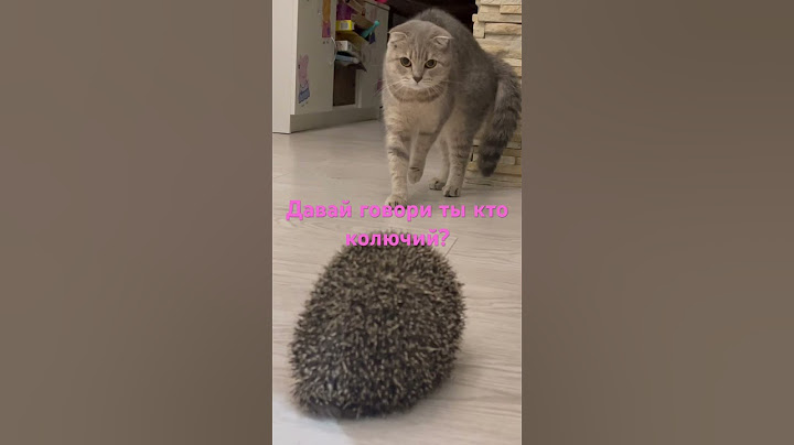 Знакомство ежика и Алисы🙉#ёж #ёжик #ежик #рекомендации #кошка #cat