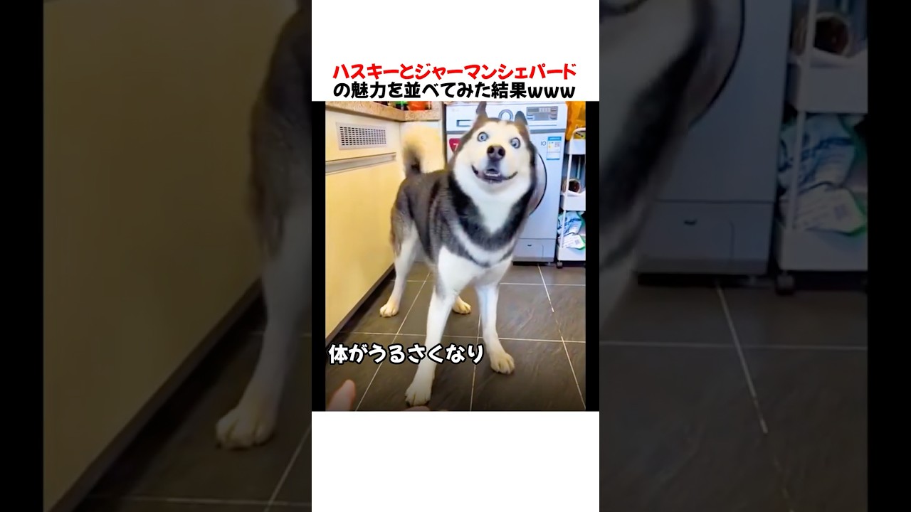 ハスキーとジャーマンシェパードの魅力を並べてみた結果ｗｗｗｗｗ