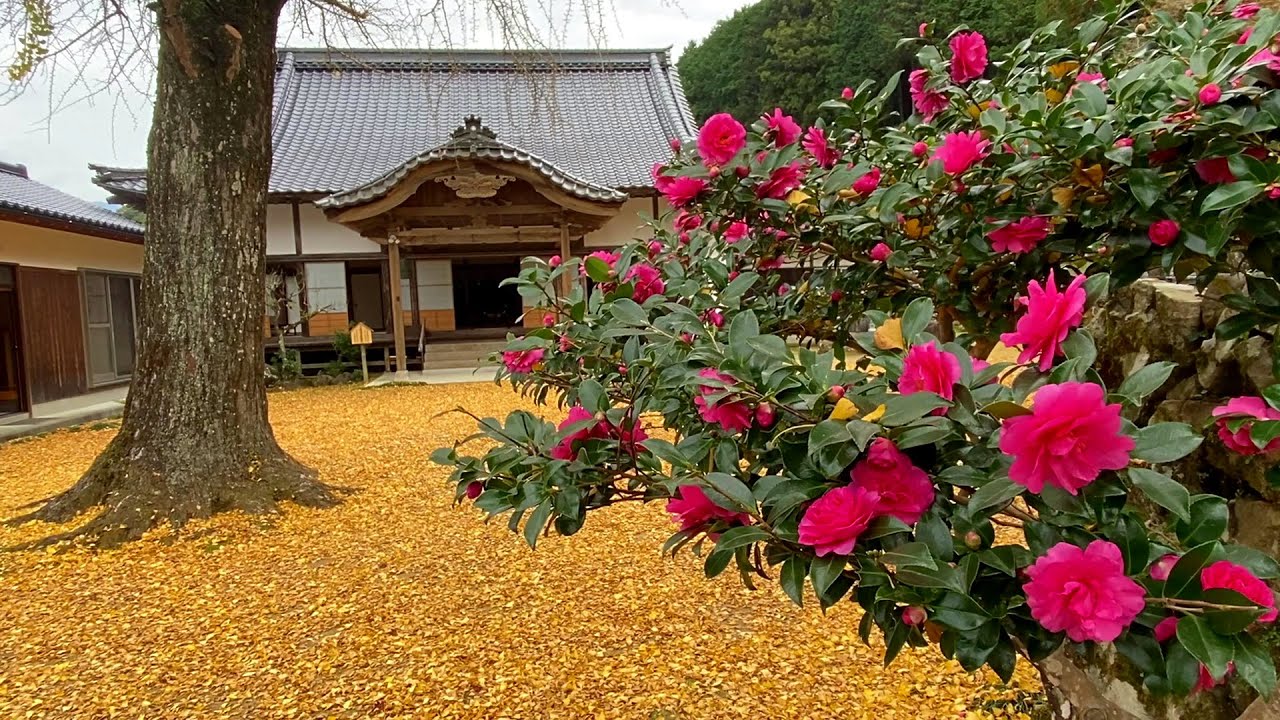 2020/11/25　満願寺、禅蔵寺、大乗寺の紅葉　～愛媛県宇和島市～
