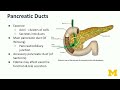Accessory Organs Pancreas
