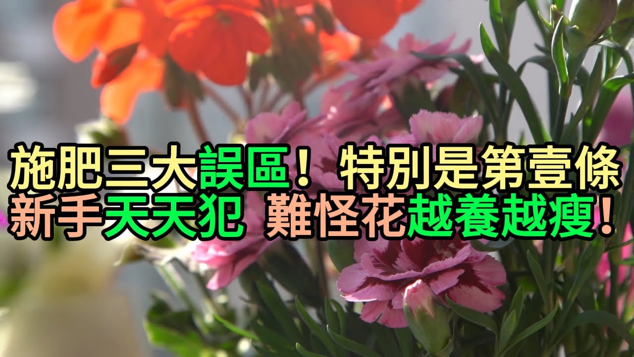 施肥“三大誤區”！特別是第壹條，新手天天犯，難怪花越養越瘦！#園藝 #養花 #新手養花