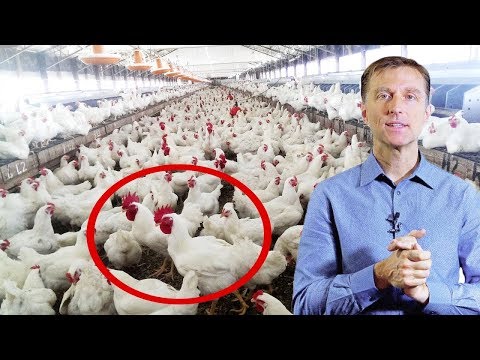 فيديو: ما تريد معرفته عن لحم الدجاج