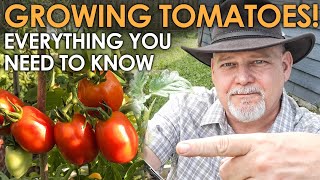 Growing TOMATOES! Everything You Need To Know || Black Gumbo